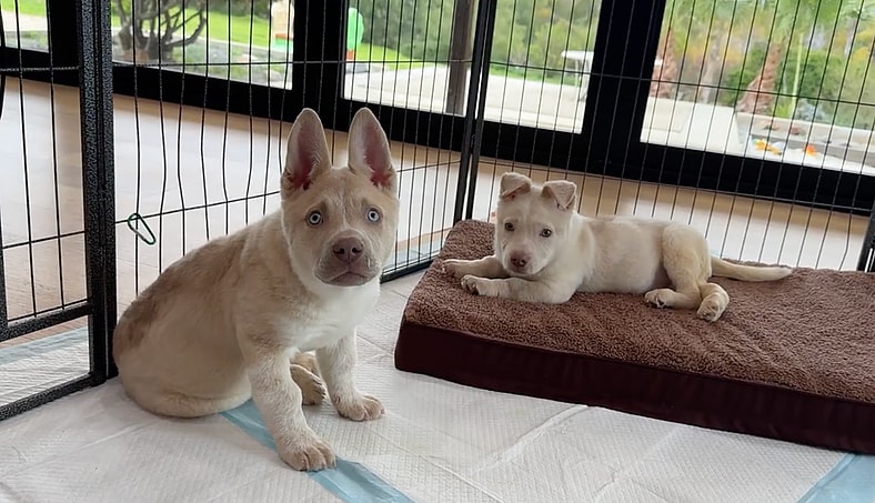 This Husky Puppy Got Her First Taste of Love… Just Before We Had to Say Goodbye